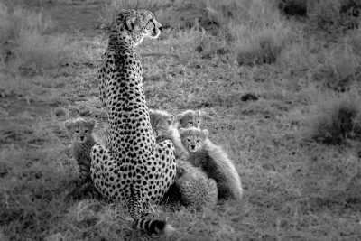 Tanzania - Tarangire National Park - Pocket friendly Tanzanian Safari with a local - 4