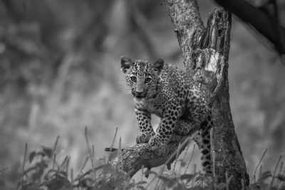 India - The Pink City Leopard Safari {JAIPUR} - Jaipur, India: An Exquisite Cultural Journey with a 5-Day Stay in a Spanish Villa, Enchanting Sightseeing, Delectable Cuisine, and Immersive Exploration - 5