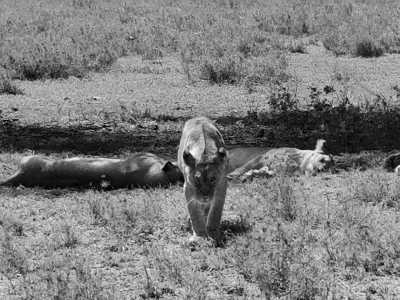 Tanzania - Ngorongoro Crater - 2 Day Tanzania Safari to Tarangire and Ngorongoro Crater