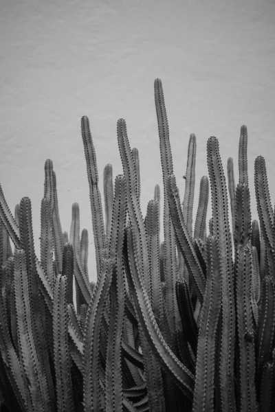 Spain - Lajares - Slow Living and Co-Working in Fuerteventura: El Cotillo - 4