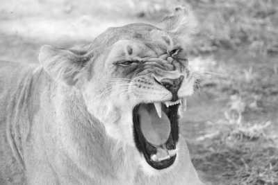Tanzania - 3 Day Tanzania Safari to Tarangire and Ngorongoro Crater - Beautiful Landscapes, Wildlife and Maasai tribe! - JoinMyTrip