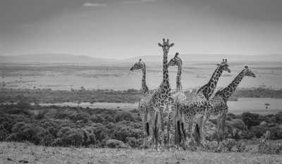 Kenia - Maasai Mara Safari: Explore Wildlife and Maasai Culture with a Local! - JoinMyTrip