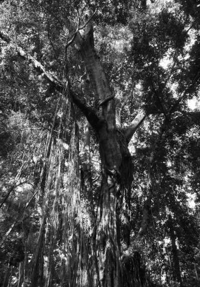 Indonesien - Ubud - Bali: Majestic Waterfalls, Iconic Beaches, Volcano Climbing, Snorkeling and Wellness | All in Indonesia - 8