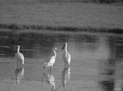 Sri Lanka - Tissamaharama - Tropical Roundtrips: Discovering Sri Lanka's Wonders - 6