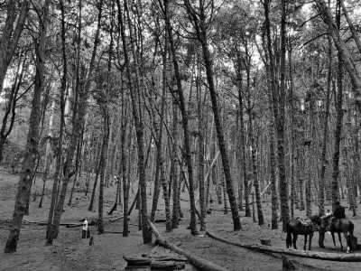 India - Kodaikanal Hill Station - Ancient South India: Experience the Exotic Ancient Temples and Enticing Hills of Tamilnadu - 16