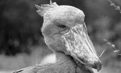 Uganda - Ziwa Rhino Sanctuary - Uganda: 🦍 Hike to wild Mountain Gorillas, 🦏 Track Rhinos, 🌅 Lake Victoria cruise, White water rafting, Stand on the equator line & visit Entebbe, Kampala & Jinja towns - 3