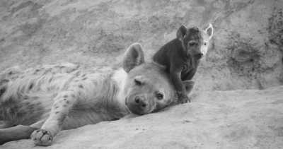 Tanzania - Ruaha National Park - Zanzibar & All big Parks in Tanzania. - 4