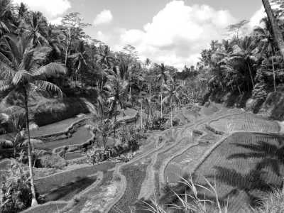 Indonesia - Ubud - Co-working in Bali: Ubud City Center, Snorkelling Experience, Gates of Heaven, Volcano Hike, Monkey Forest, Elephant Cave, Balinese Cooking Class and so Much More! - 6