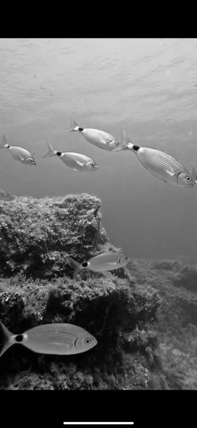 Malta - Gozo - Come Diving with Me to Malta (Gozo Island) - 3