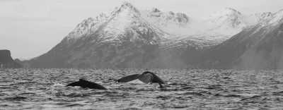 Norwegen - Tromsø - Snorkel with Orcas in Norway - 3