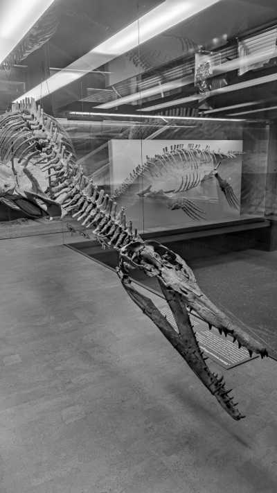 Germany - Senckenberg Naturmuseum - Exploring German Delights: Frankfurt, Heidelberg, and Düsseldorf - Uncover History, Culture, and Adventure!