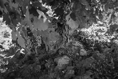 Libanon - Deria - Discover Lebanon's Coastline from Beirut to Batroun - 30