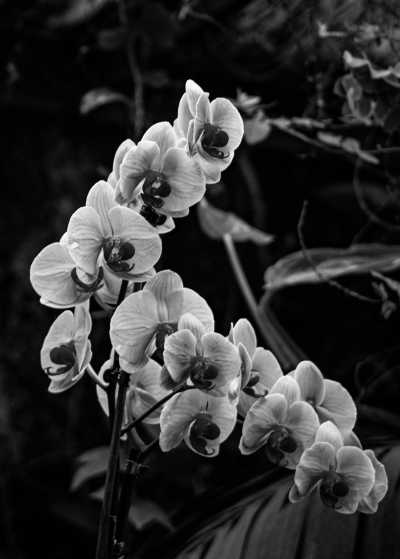 Spain - Santa Cruz de Tenerife - Tenerife Winter Escape - Ascent a Volcano, Eco Whale Watching Tour, local food, nature and chill 🌊☀️ - 3