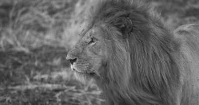 Subsahara-Afrika - Savuti - Victoria Falls & Botswana Parks