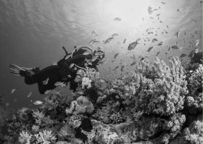 Indonesia - Tulamben - Diving in North East Coast Bali for Beginner plus International Certificate Bonus - 2