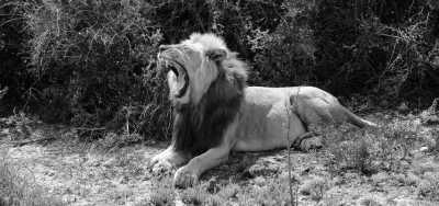 South Africa - Addo Elephant National Park - South Gate - Mathyolweni Gate - Cape Town and the Garden Route 🐘 7 Days 🌞 Explore South Africa with a Local 🌊 - 1