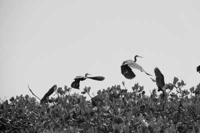 Senegal - Carabane - Sailing Adventure in the Casamance of Senegal - 6