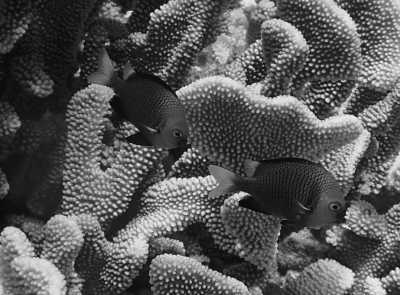 French Polynesia - Toau - Tuamotus - Französisch Polynesien - Einzigartiger Segeltörn - 2