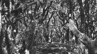 Spanien - La Gomera - Canarias Islands by Your Paths: Three Islands in One Trip! - 3