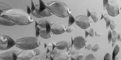 Thailand - Ko Tao - All Inclusive - The ultimate Thailand Experience: All-inclusive trip to Bangkok, Koh Tao, Khao Sok, Ao Nang,  and Phi Phi Islands. - 4