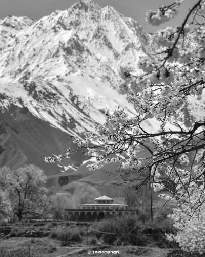 Pakistan - Skardu - Spring Blossom Trip To North Pakistan - 2
