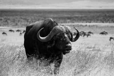 Tanzania - Ngorongoro Crater - Tanzania Wilderness – Unique Experience – ALL INCLUSIVE