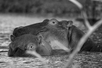 Kenya - Lake Naivasha - Epic Budget Safari: Amboseli, Hell’s Gate, Lake Naivasha, Nairobi National Park - 1