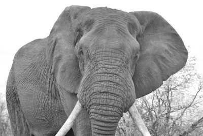 Südafrika - Addo South Gate - Studienreise Südafrika: rechts und links der Touristenpfade - Johannesburg trifft das Kap