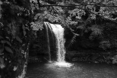 Australia - Tamborine Mountain - Gold Coast Getaway, Australia - Strictly for Adventurers/Thrill Seekers - City, Forest and Sea 🌃ִ🏄‍♂️🌴🌞 ✨ - 3