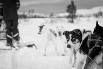 Nordeuropa - Svalbard - Spitzbergen - Arctic Expedition ❄️ Dog Sledding, Glaciers and More! - 2