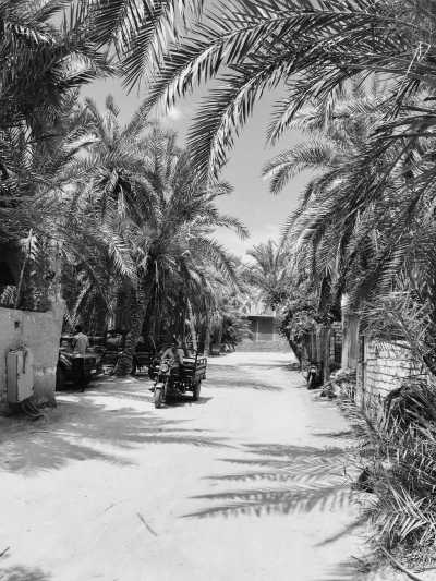 Ägypten - Siwa Oasis - The Pyramids and beyond: from Cairo to remote Siwa oasis in the Western Desert - 9