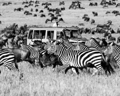Tanzania - Ngorongoro Crater - Explore and Delight in Tanzania: Your Ultimate Travel Destination within top three among the world - 5