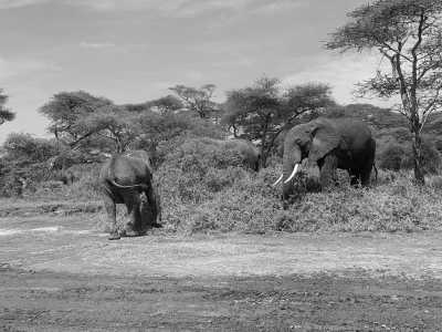 Tanzania - Arusha-Nationalpark - Tanzania Safari Trip - Rhinos, Lions & Elephants are waiting! - 1