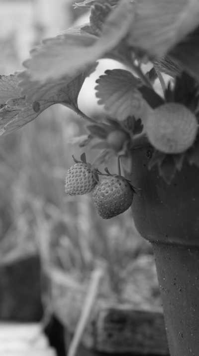 Indonesia - Tawangmangu - Breezy Bliss in Indonesia: Tawang Mangu's Serenity After Savoring Solo's Culinary Delights - 3