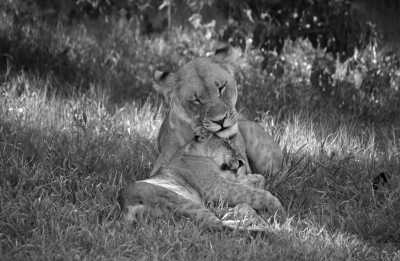 Southern Africa - Savuti - Botswana Explorer - Entdecke Botswana's Natur und Tierwelt im 4x4 - 1