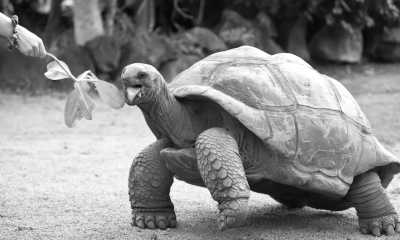 Seychelles - Praslin - Seychelles: Island hopping! 🌴stunning beaches, 🐢 giant tortoises, 🌊 ocean wildlife, ⛰️ hikes with outrageous views, 🥥 largest coconuts in the world!