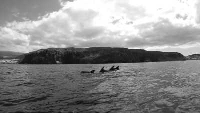 Spain - Tenerife - Discover Tenerife's Hidden Gems on a Guided Trip Off the Beaten Track - 2