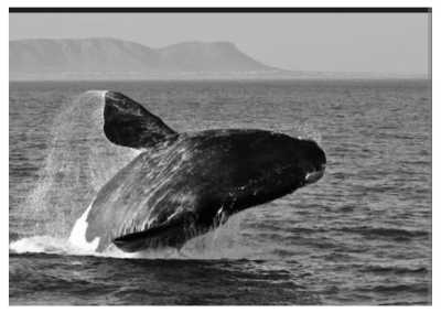 South Africa - Whale Close - Women's Wellness Journey - Sacred Sisterhood - 2