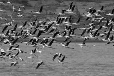 Tansania - Arusha - Tanzania Safari Trip - Serengeti Wildbeest migration 🇹🇿 with a Local - 2