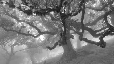 Portugal - Fanal - The Ultimate Fall Escape in Portugal ☀️ Madeira Island RoundTrip 🌺🏝️ - 5