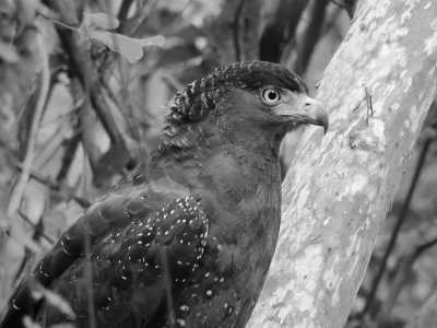 Sri Lanka - Nuwara Eliya - Rainforest & Wildlife Adventure, and a Trip to Remember - Sri Lanka - 13