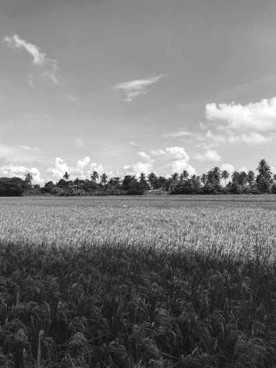 Malaysia - Kedah - Celebrate the Authentic Soul of Malaysia: Dive into the Heart of Kampung Style Living! 🌿🏡 - 1