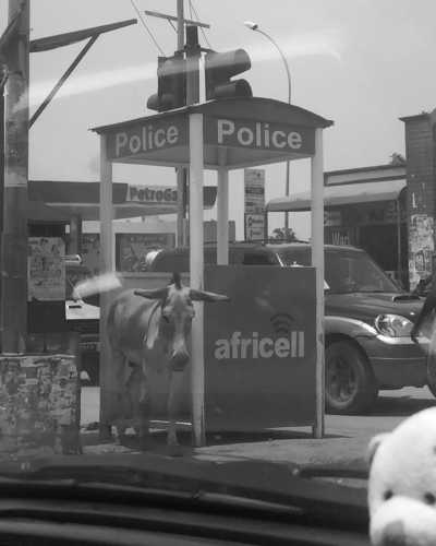 Gambia, The - Kotu - Feel The Gambia 🇬🇲 The smiling coast of Africa - Roundtrip - 4