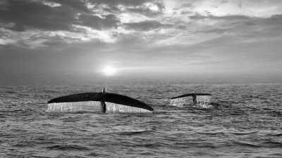 Sri Lanka - Unawatuna - Ceylon Escape: Essence of Sri Lanka - 1