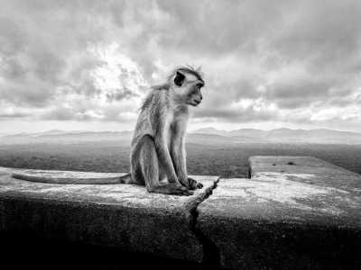 Sri Lanka - Sigiriya - 🌟 Magical Sri Lanka: From Ancient kingdoms to Dream Beaches 🐘🏞️🌺⛱️ - 2