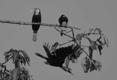 Malaysia - Bilit Adventure Lodge - Discover Sabah Borneo: Immerse in Culture, Wildlife, and Nature in Malaysia - 1