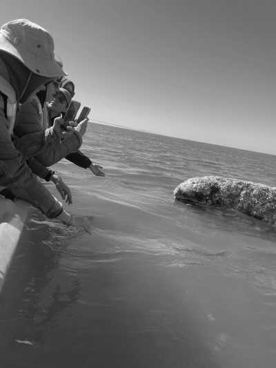 Mexico - Guerrero Negro - 5-day Gray Whale Adventure in Baja, Mexico! - 1