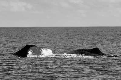 Portugal - São Miguel - Azores - WaterWellness, OceanLife & Volcanic treasures - 3