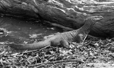 Sri Lanka - Yala National Park Sri Lanka - Explore the Hidden Gems of Sri Lanka: 11 Nights of Adventure on a Budget - 3