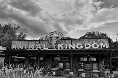 Vereinigte Staaten - Disney's Animal Kingdom Theme Park - The Complete Disney and Harry Potter Experience, USA